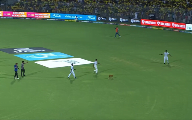 Dog in the feild during an ITL 2023 fixture